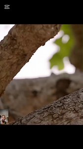 Female trespasser #Wildlife #amimals Part 1 | Patrick Autos