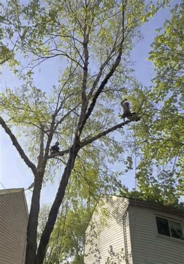 Tree trimming for a better view of the house and prevent damage of the roof#burchtree