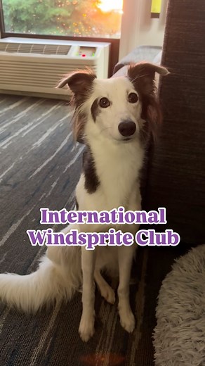 I am so proud of this girl! We attended the International Windsprite Club Mid-Atlantic Specialty, where she competed in rally, agility, conformation, and straight racing! This was our first time competing in all of these events except conformation. She placed 1st in Intro Rally, 2nd in our agility class, and 3rd in conformation in a large and competitive Open Bitch class! My 6-year-old son, Jack, showed her for the first time and was awarded Best Junior Handler (by default), but he was absolutel