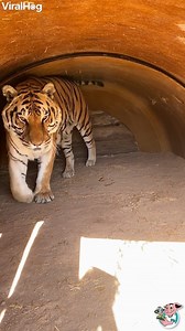 Zion the Bengal tiger really hates mornings. 😂💤🐯 | ViralHog