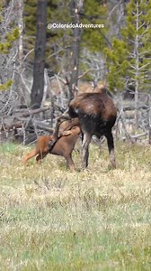 How cute is this? A mother moose nursing her baby calf. This was near Grand Lake this morning in the Rocky Mountain National Park. . . . #moose #moosecalf #calf #rmnp #coloradoadventures #coloradowildlife #Colorado #fbreels #wildlifeplanet #wildlifeaddicts | Colorado Adventures