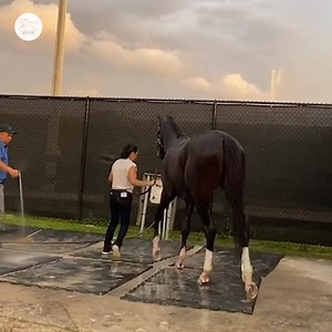 April showers to bring May flowers for FORTE? 🌹🌹 Kentucky Derby | World Horse Racing