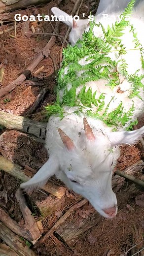VM = vegetable matter in fleece and wool, as modeled by Pygora goat, Raya during land cleaning detail at Goatanamo. #VM #fleece #goatfarm #goatsoftiktok #goatlover #goatstagram #goatinvasion #landclearing #funnygoat #pygora #naturallawn #rawwool #spinning | Goatanamo