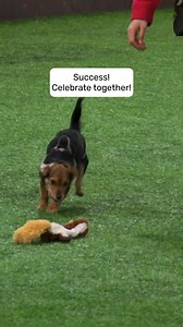 52K views · 126 reactions | Is your dog so aroused by your movement...