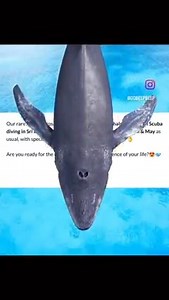 5.7K views | Our Annual Trips to Learn Scuba diving & go snorkelling...