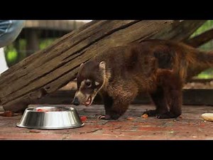 The most amazing animal burrows and tunnels