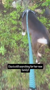 26 reactions | Gorgeous Elsa is searching for her new home! Visit fosterdogs.org to view her profile. #canberra #rescuedogs #dogsofcanberra #dogs #love #gratitude | ACT Rescue and Foster | Facebook