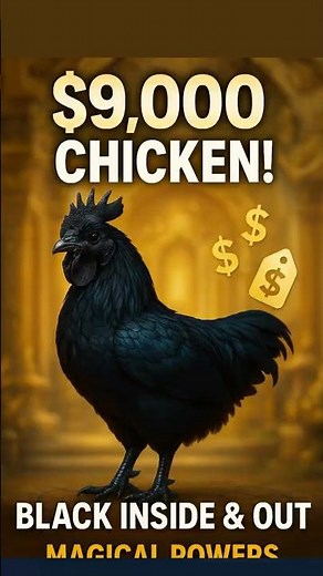 This $9,000 Chicken is BLACK Inside and Out Even Its Bones Are Black | Ayam Cemani 2025