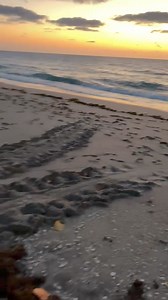 L👀K!!! This never gets old!! A sea turtle nest on Singer Island, Florida - the first one of the season spotted by David Wallis, who loves to walk the beach each morning! (And, how about that grapefruit sunrise?!) Remember to keep your distance, pick up your trash and furniture, turn out lights at night and follow guidelines by MyFWC Florida Fish and Wildlife: https://myfwc.com/research/wildlife/sea-turtles/threats/ | Ashleigh Walters
