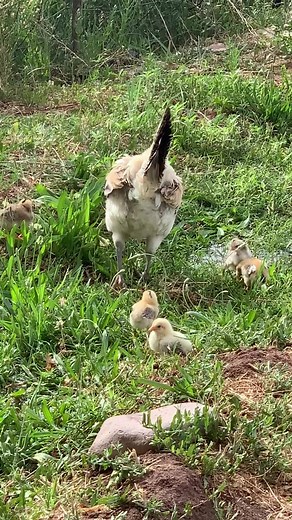 So ready for springtime! #chicken #springtime #chicks #reels #farm | The Farm on Route 66