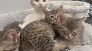 ❤️ Midweek cuddle puddle with the cutest crew: Baby Ruth, Almond Joy, Aspen, and Vail! 🐾 These four sweethearts are purring away, all snuggled up and patiently waiting for their forever homes. There’s nothing like a pile of kittens to make everything better! ❤️ ⓥⓘⓢⓣ RR-Sanctuary.org to see all the adorable babes! #CuddlePuddle #KittenLove #AdoptDontShop #ForeverHomeWanted #BabyRuth #AlmondJoy #Aspen #Vail | A Little R & R Animal Sanctuary Inc
