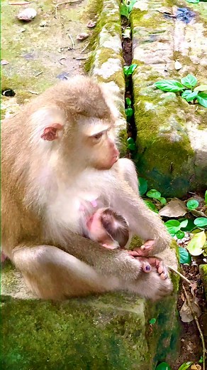 Monkey breastfeeding a baby #monkeybaby #monkey #macaque #babymonkey #reelsviralシfb | Baby monkey