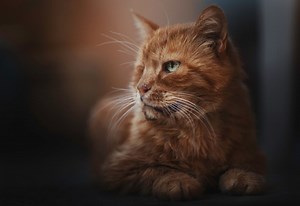 Balts kaķis – veiksme, melns kaķis – nelaime? Mīti un patiesība par kaķu kažoka krāsām un tā spējām