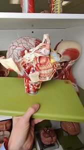 The chorda tympani is a nerve that carries taste and other sensory information from the tongue and middle ear to the brain. It also controls the secretion of saliva from the sublingual and submandibular glands. Video: @SamWebster (instagram) Thanks for this video. . www.drmuhammedziya.com . #drmuhammedziya #suture #pain #skin #skincare #technique #technology #allfollowersfriends #allfollowers #viral #reel #viewers #reelsfacebook #reel #シ #reelsvideoシ #discover #explore #science #sciencefacts #mu