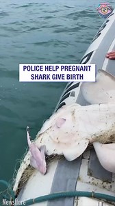 Police find trapped pregnant shark and help it give birth to healthy pups | Bulky-Talkie
