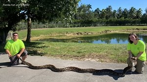 Second largest python caught in Florida wild