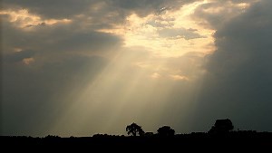 Eucalyptus in the cloud: researchers commercialize OSS project