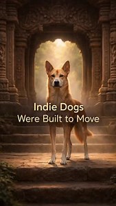 32K views · 6.1K reactions | This is not a normal dog. This is the Indian Pariah — nature designed, not man-made. Their ancestors guarded territory, scavenged, moved all day, stayed alert and balanced. Problems start when we lock an Indie inside four walls with limited walks and anxious humans. They don’t become aggressive, they become confused and under-stimulated. Indies don’t follow commands. They follow your state of mind. | Oh My Dog | Facebook