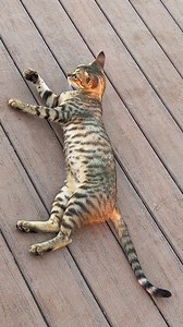 1.8K views · 43 reactions | Masuda Bhatti on Reels | Facebook