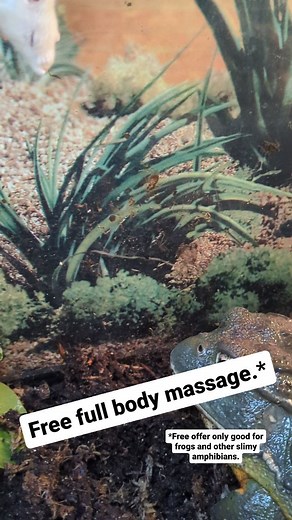 1K views | Giant African Pixie Frog. . . . #reptile #reptiles #reptilesofinstagram #snake #lizard #reptilelover #snakes #snakesofinstagram #gecko #animals #pet #nature #lizardsofinstagram #lizards #pets #exoticpets #reptilekeeper #petsofinstagram #animal #ballpython #wildlife #beardeddragon #python #leopardgecko #geckosofinstagram #geckos #reptilelove #herpetology #reptilephotography #turtle | Wild Cargo Pets | Facebook