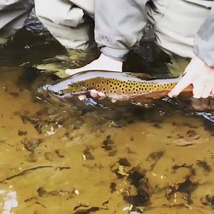 2.2K views · 50 reactions | You know the Mitten has finally thawed when our bud Brian Kozminski of True North Trout is dropping butters going bye bye footy in sexy slow-mo. Nice one! - JC | Hook Shots | Facebook