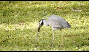 Early bird gets the worm . . . . . . 📸 Credit: IG User @jerhemylonzo #birds #bird #nature #wildlife #birdphotography #naturephotography #wildlifephotography#kodak #kodakpixpro #pixpro #az528 #birdwatching #birdlovers #birding #captures #naturelovers #love #birdlife | KODAK PIXPRO