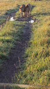 1.3K views · 1.4K reactions | Olonkera molestando a Ololtapata  Masai Mara   kasoecharles | El Rey De Las Bestias | Facebook