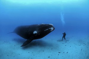 Brian Skerry - Alchetron, The Free Social Encyclopedia