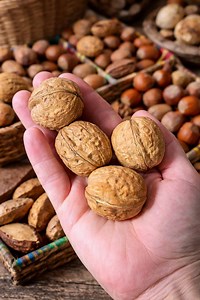 20 English Walnut Tree Seeds – Hardy Juglans Regia for Planting, Edible Nuts, Shade Tree - Etsy