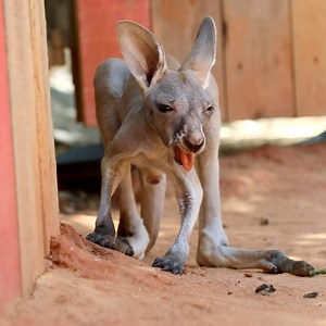 Pyrite’s joey got some dirt in his mouth and had quite the reaction 😂😂😂 | San Antonio Zoo