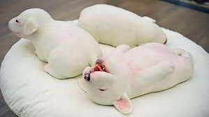 Aww Cute Baby Animals Videos Compilation - 1Funny.com