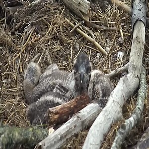1.2K views · 27 reactions | Osprey Chicks. | Million Viewer | Facebook