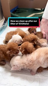 Identifying Maine Coon Kittens: Boys vs. Girls
