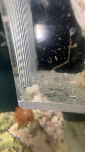 828K views · 19K reactions | Octopuses will lay eggs at the end of their life whether or not they mated. If they didn’t mate the eggs will be infertile and never hatch. The females also can hold onto the sperm from a male until she needs it. #petoctopus #babyoctopus #octopus #thereefdoc | The Reef Doc | Facebook