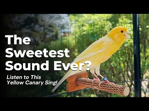 The Sweetest Sound Ever? Listen to This Yellow Canary Sing!