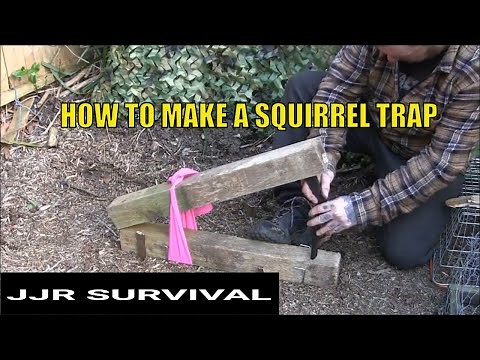 How To Make A Squirrel Trap