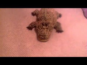 Exploding crocodile