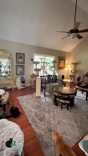 What is your favorite kitty sleeping position? 😻Please visit the link in our bio for more information ⬇️https://linktr.ee/CatRangersRescue#Catrangers #Catshelter #Catrescue #Catadoption #Catfoster #cats #catsofinstagram #catstagram #catskills #CatsofBuford #adoptdontshop | Cat Rangers