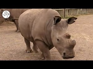 The Northern White Rhino Story