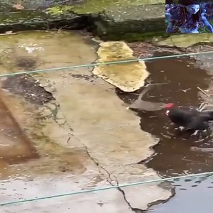 194K views · 1.6K reactions | haha | ProblemChild From Ten83 | Facebook