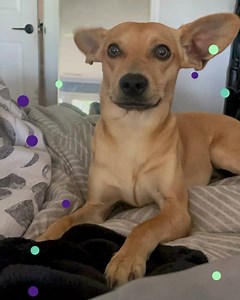 Adopted Meet Radar, a charming Basenji/Italian Greyhound mix eagerly searching for a loving forever home. Foster mom says he is "cute and spunky". Loves children and would make a great emotional support dog. At two years old, Radar is a delightful blend of energy. Radar is eagerly awaiting a family who can provide him with the love, he needs to thrive. Radar weighs 17 pounds, he is a small to medium sized dog. If you are interested in meeting or adopting him, please go straight to our website an