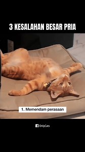 203K views · 5.2K reactions | Catat dan ingat. | OnlyCats | Facebook