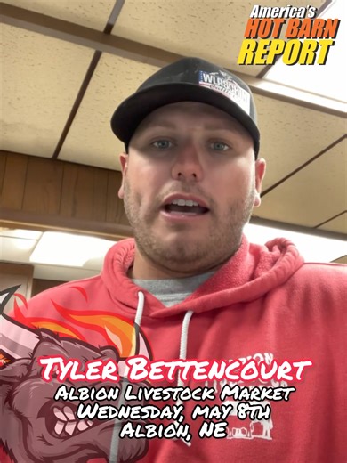 40 reactions | It’s gonna be a HOT barn in Albion this week! Make sure you join Tyler and the crew ringside, or buy safely online at CattleUSA.com! | Hot Barn Report | Facebook