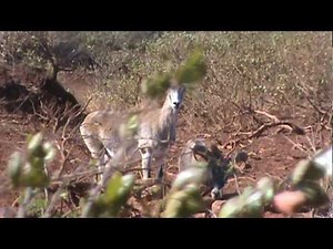 Lanai Mouflon ewes and young ram