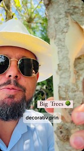50 reactions | Platanus Acerifolia arbori de mari dimensiuni!  #peisagistică #spatiiverzi #arbori #platan | andreimarincean.ro | Facebook