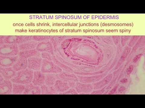 DESMOSOMES IN STRATUM SPINOSUM