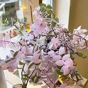 Amazon.com: Callisia Repens - Planta viva Callisia Repens, plantas vivas de Callisia Repens de interior, planta viva de judío errante rosa, bonita planta de interior para plantar (2 pulgadas en maceta) : Patio, Césped y Jardín