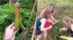 পুরুষাঙ্গের মতো দেখতে! মহিলাদের থেকে বিরল ‘ফুল’ বাঁচাতে কড়া পদক্ষেপ প্রশাসনের