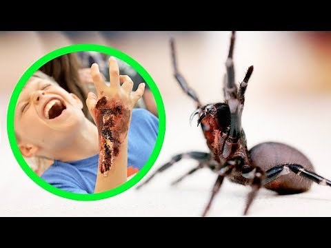 THE MOST DANGEROUS SPIDERS IN AUSTRALIA (TOP 10)