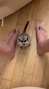 2.1M views · 26K reactions | How to properly transport a meerkat  | UNILAD | Facebook